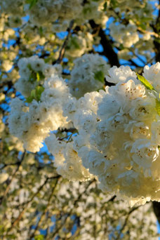 Prunus avium 'Plena'