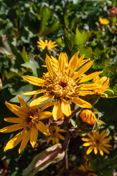 Ligularia 'Osiris Cafe Noir'