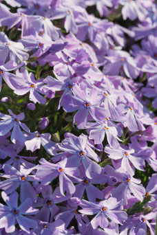 Phlox 'Emerald Cushion Blue'