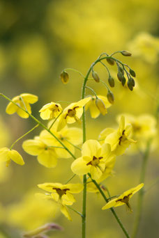 Epimedium versicolor 'Sulphureum'