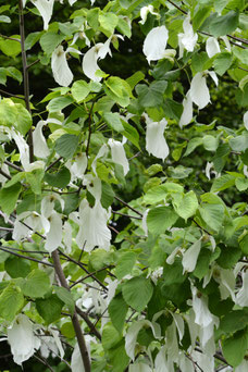 Davidia involucrata