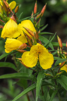 Oenothera fruticosa