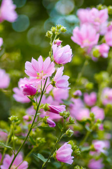 Malva alcea 'Fastigiata'