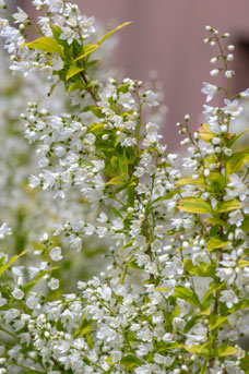 Deutzia gracilis