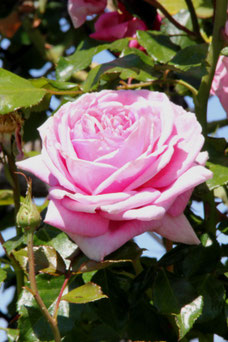 Rosa 'Aloha'