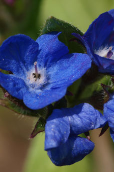 Anchusa azurea 'Loddon Royalist'