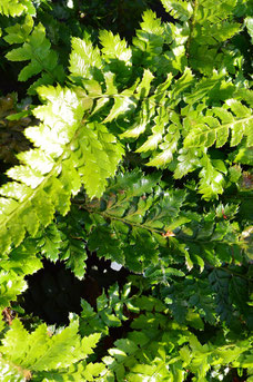 Polystichum polyblepharum