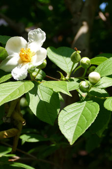 Stewartia pseudocamellia