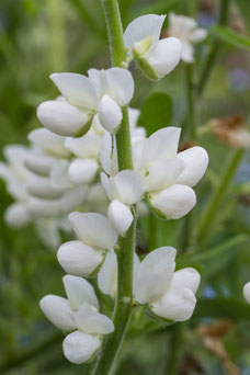 Lathyrus latifolius 'White pearl'