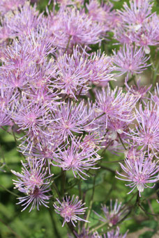 Thalictrum aquilegifolium