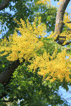 Koelreuteria paniculata