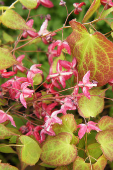 Epimedium rubrum