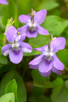 Viola odorata