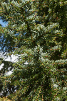 Picea omorika