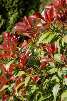 Photinia fraseri 'Red Robin'