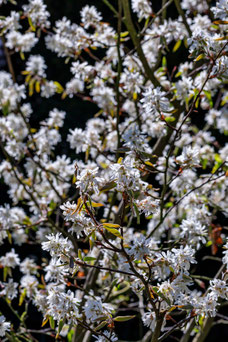 Amelanchier arborea 'Robin Hill'