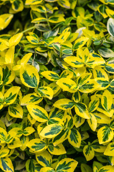 Euonymus fortunei 'Emerald 'n' Gold'