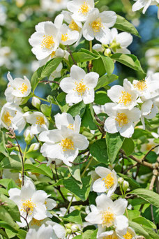 Philadelphus coronarius