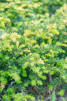 Taxus baccata 'Repandens'