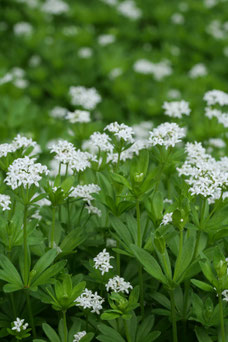 Galium odoratum