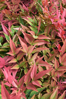 Nandina domestica