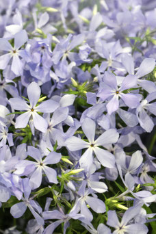 Phlox divaricata 'Clouds of Perfume'