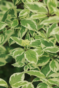 Cornus alba 'Elegantissima'