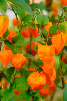 Physalis alkekengi var. franchetii