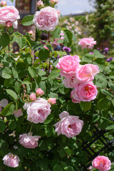 Rosa 'Constance Spry'