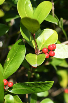 Arctostaphylos uva-ursi