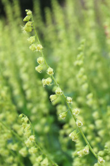 Tellima grandiflora