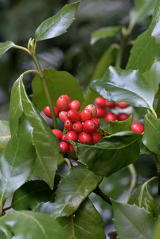 Aucuba japonica 'Rozannie'