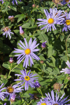 Aster frikartii 'Wunder von Stäfa'