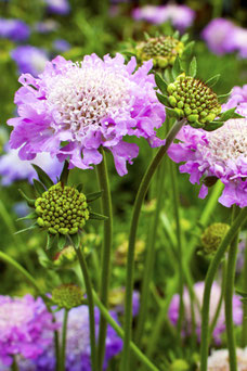 Scabiosa columbaria 'Pink Mist'