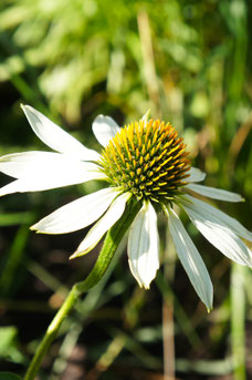 Echinacea purpurea 'Alba'