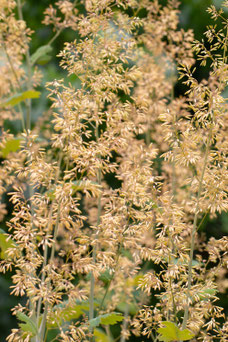 Macleaya microcarpa 'Kelway's Coral Plume'