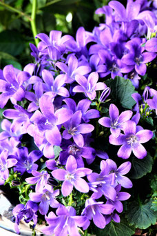 Campanula portenschlagiana