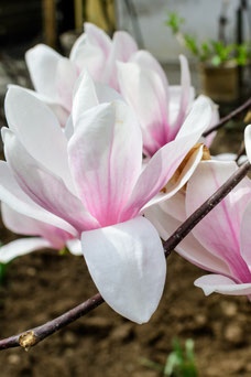 Magnolia 'Pink Beauty'