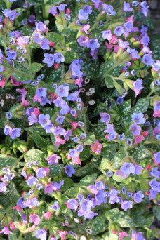 Pulmonaria saccharata 'Mrs Moon'