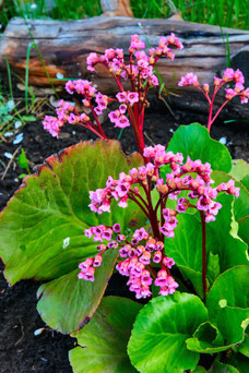 Bergenia cordifolia 'Purpurea'