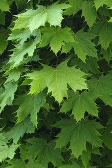 Acer platanoides 'Globosum'