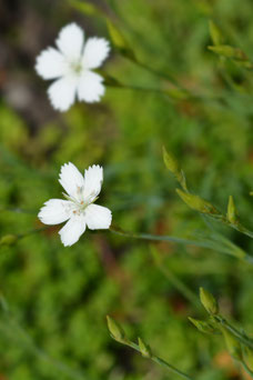 Dianthus deltoides 'Albiflorus'