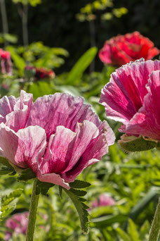 Papaver orientale 'Patty's Plum'