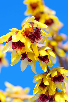 Chimonanthus praecox