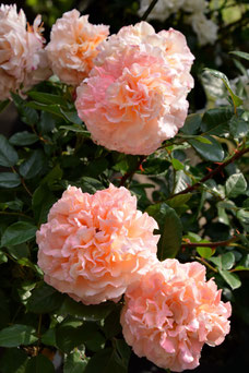 Rosa 'Augusta Louise'