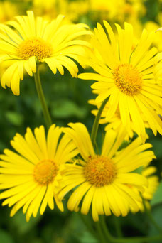 Doronicum orientale