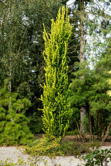 Ulmus hollandica 'Wredei'