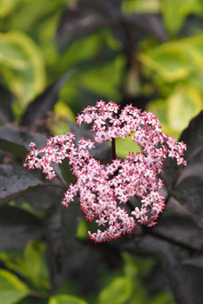 Sambucus nigra 'Guincho Purple'