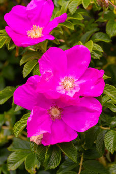 Rosa 'Nitida'