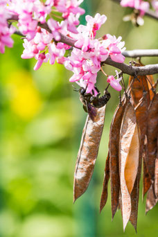 Cercis siliquastrum